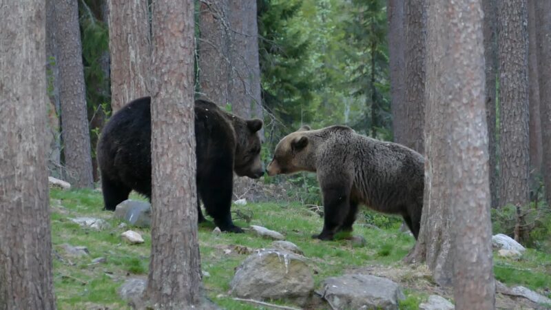 Male and Female Bear