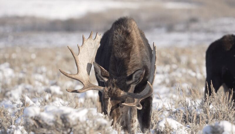 Moose Diet