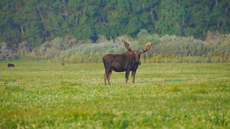 Moose - Habitat