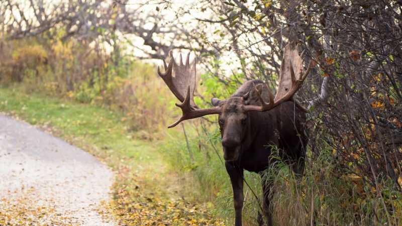 Moose in Ecosystem