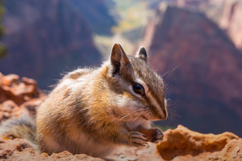 Observation chipmunks