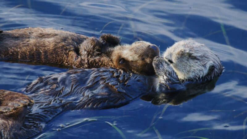 Otters Socializing