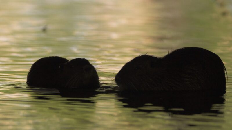 Otters holding hand - bonding