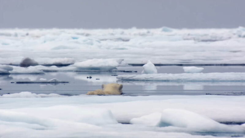 Polar Bear Swimming