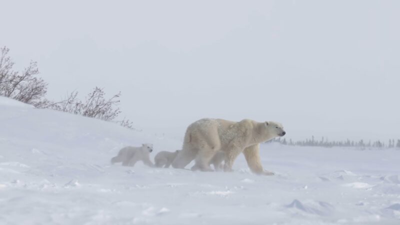 Polar Bears