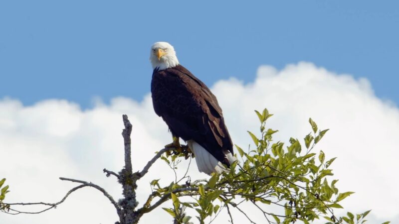 Protecting Eagles by human