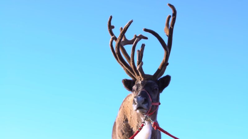 Reindeer Boneheads