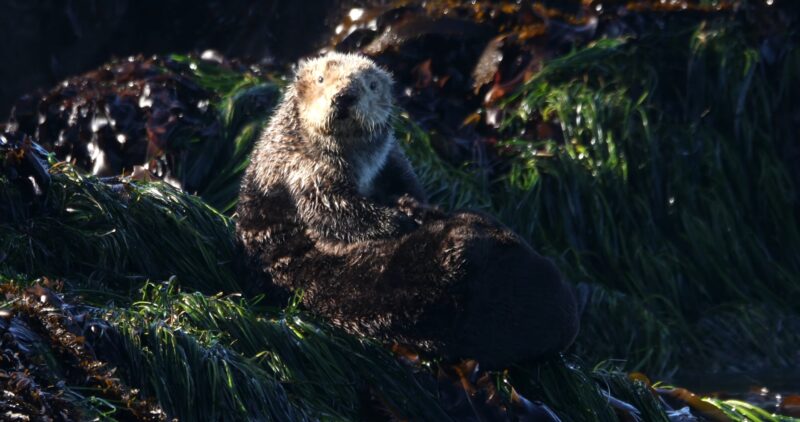 Sea Otters