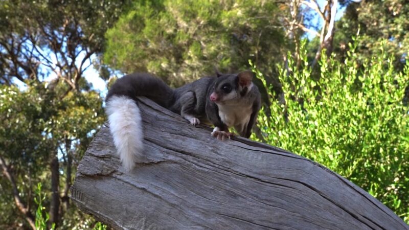 Squirrel Glider