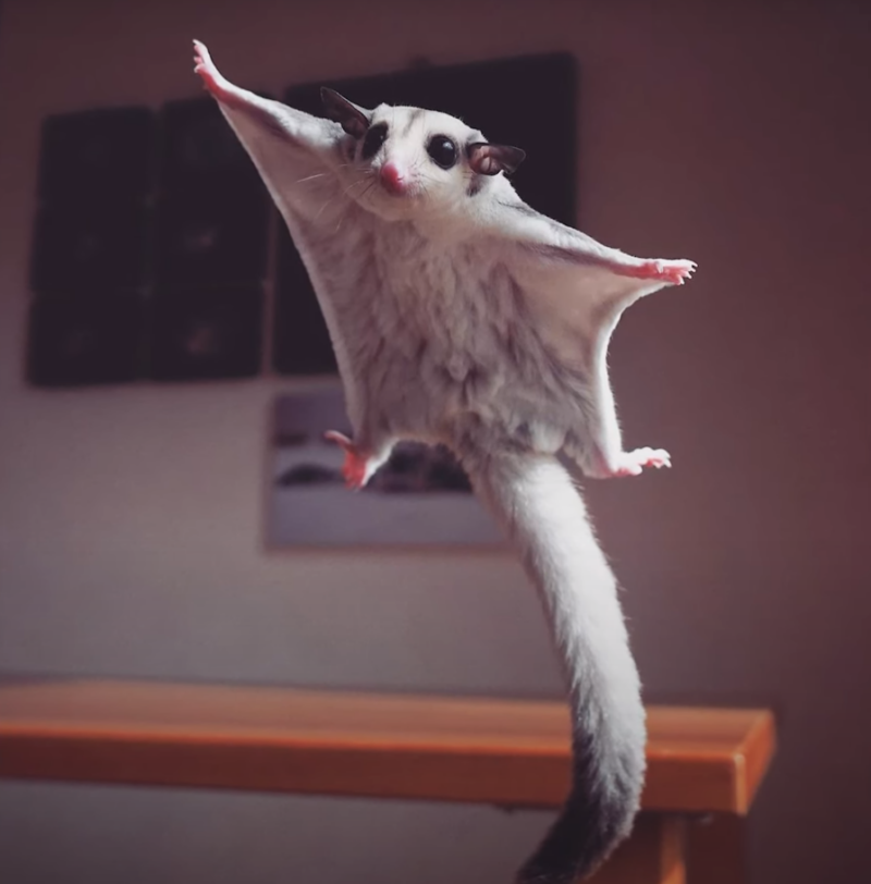 Sugar Glider