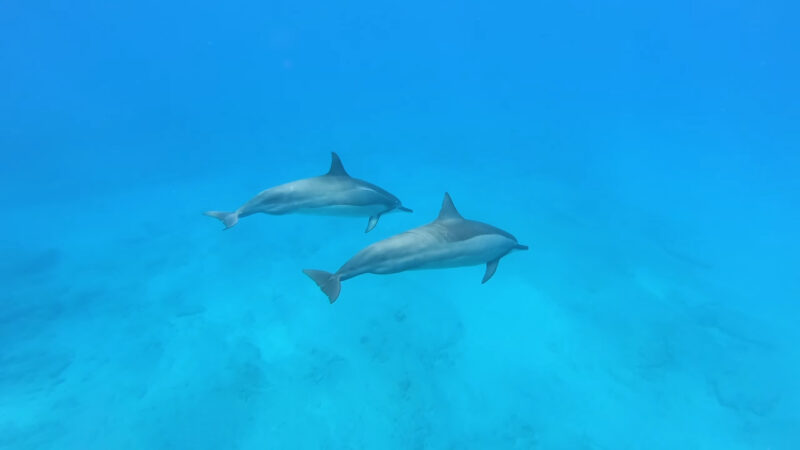 Swimming With Dolphins