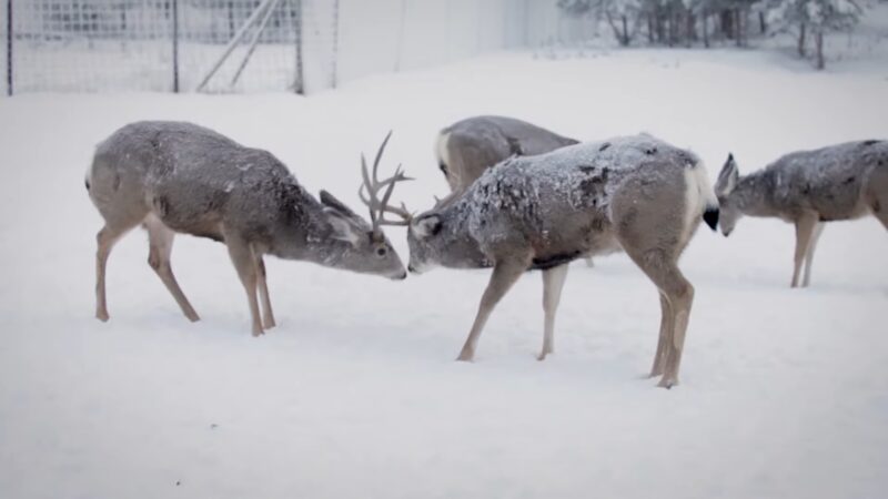 The Antler Cycle