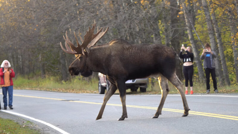 Threats to Moose Populations