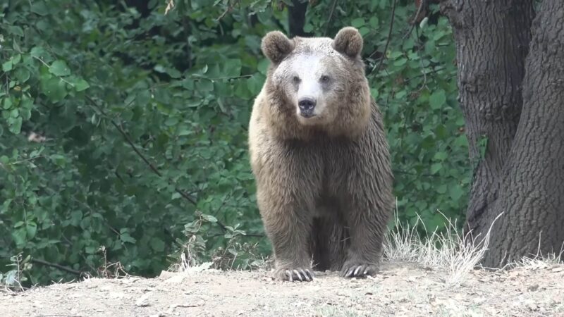 Unexpected Bear Encounters