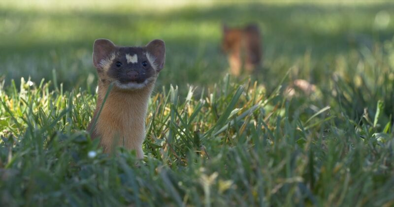 Weasels Hunting