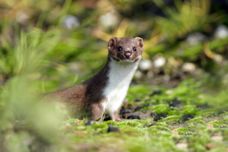 What Do Weasels Eat