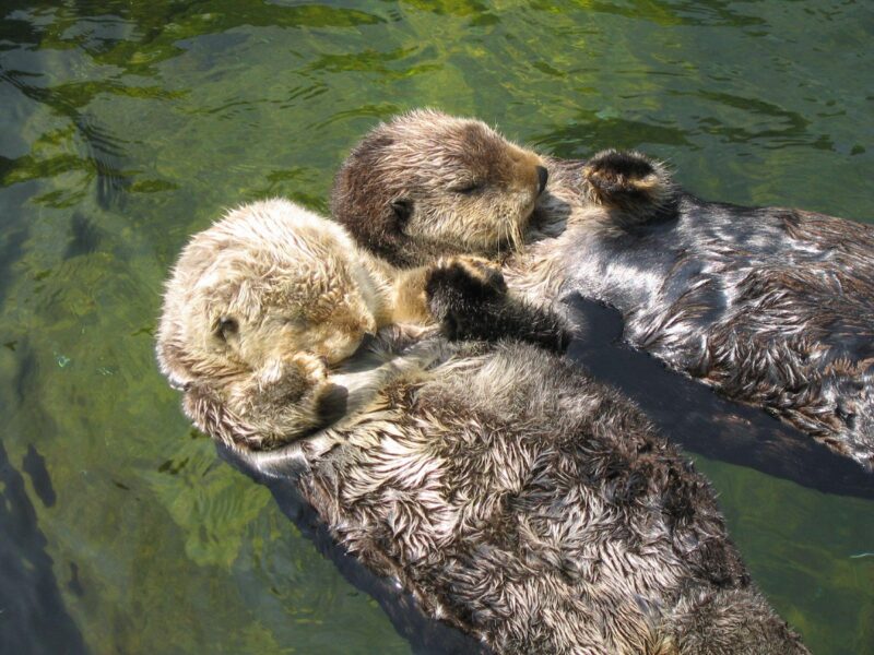 Why Do Otters Hold Hands