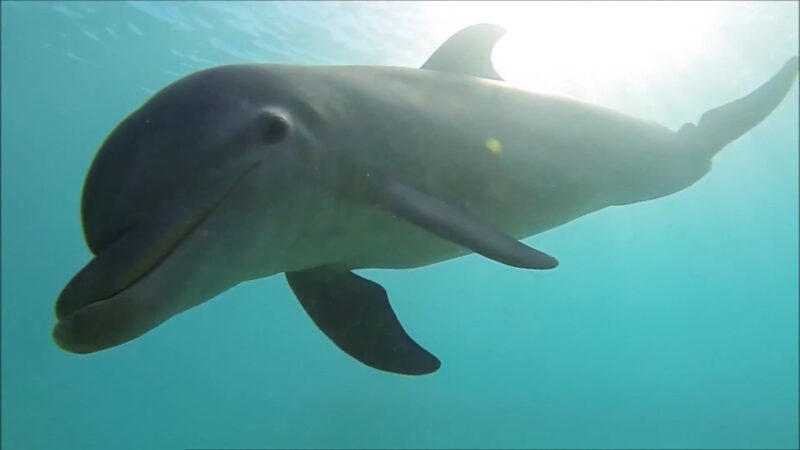 Wild Dolphins Swimming