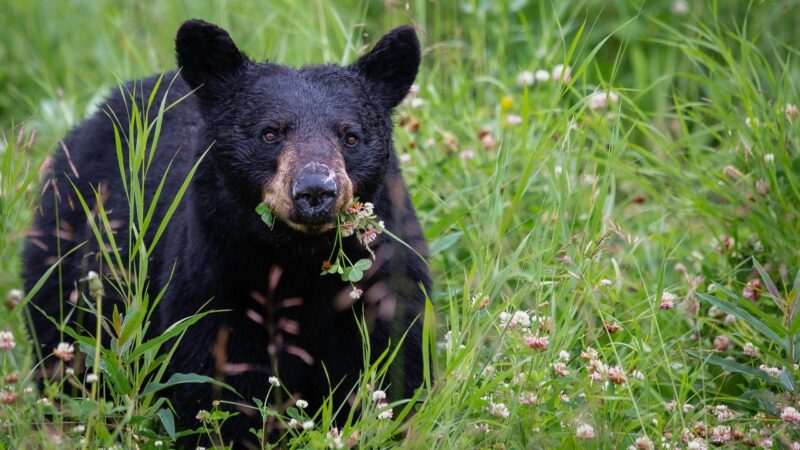 Black Bear