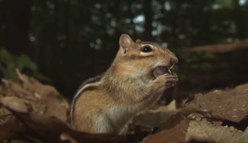 chipmunk forest