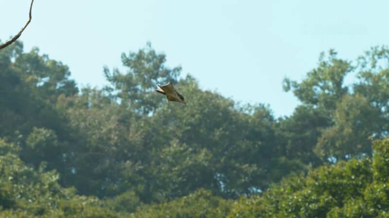 flying squirrels