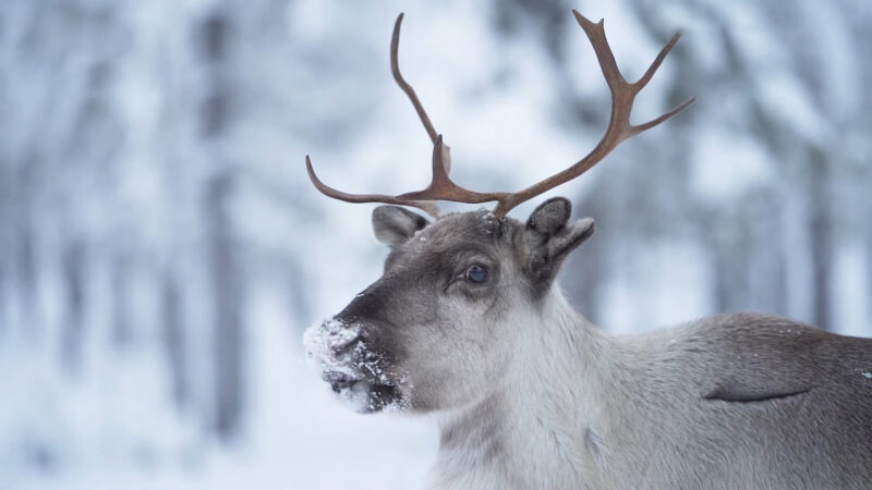 reindeer female