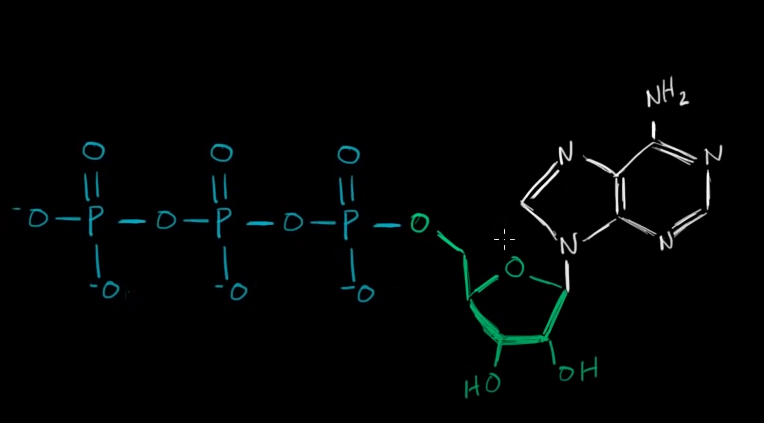 Adenosine Triphosphate