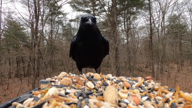 American Crow