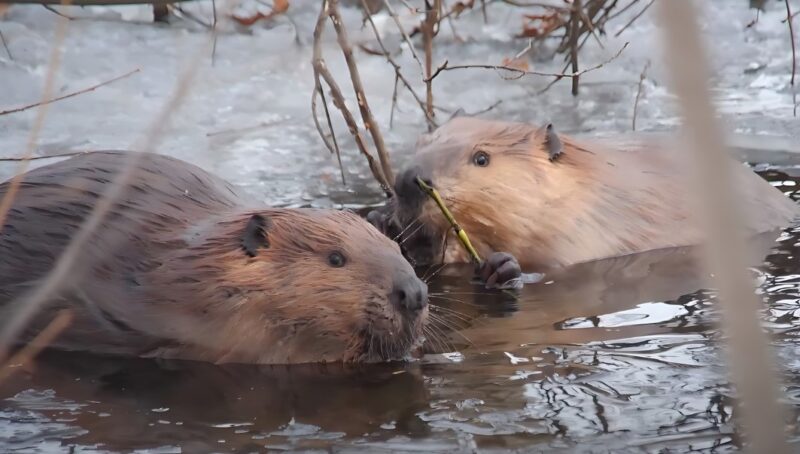 Are Beavers Monogamous