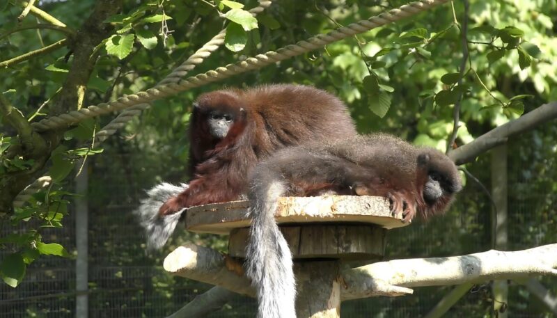 Are Titi Monkeys Endangered