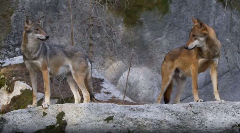 Are Wolves Monogamous Mammals