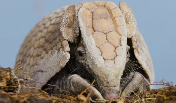 Armadillo Front