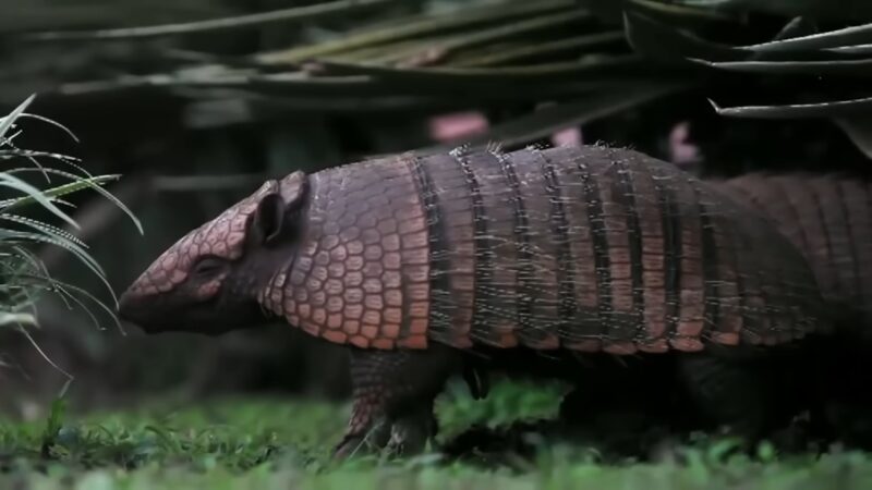 Armadillo in Grass