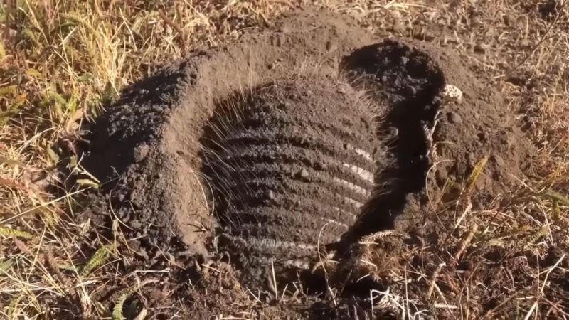 Armadillos in Soil