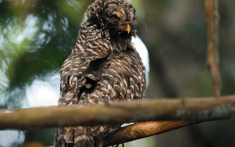 Barred Owls