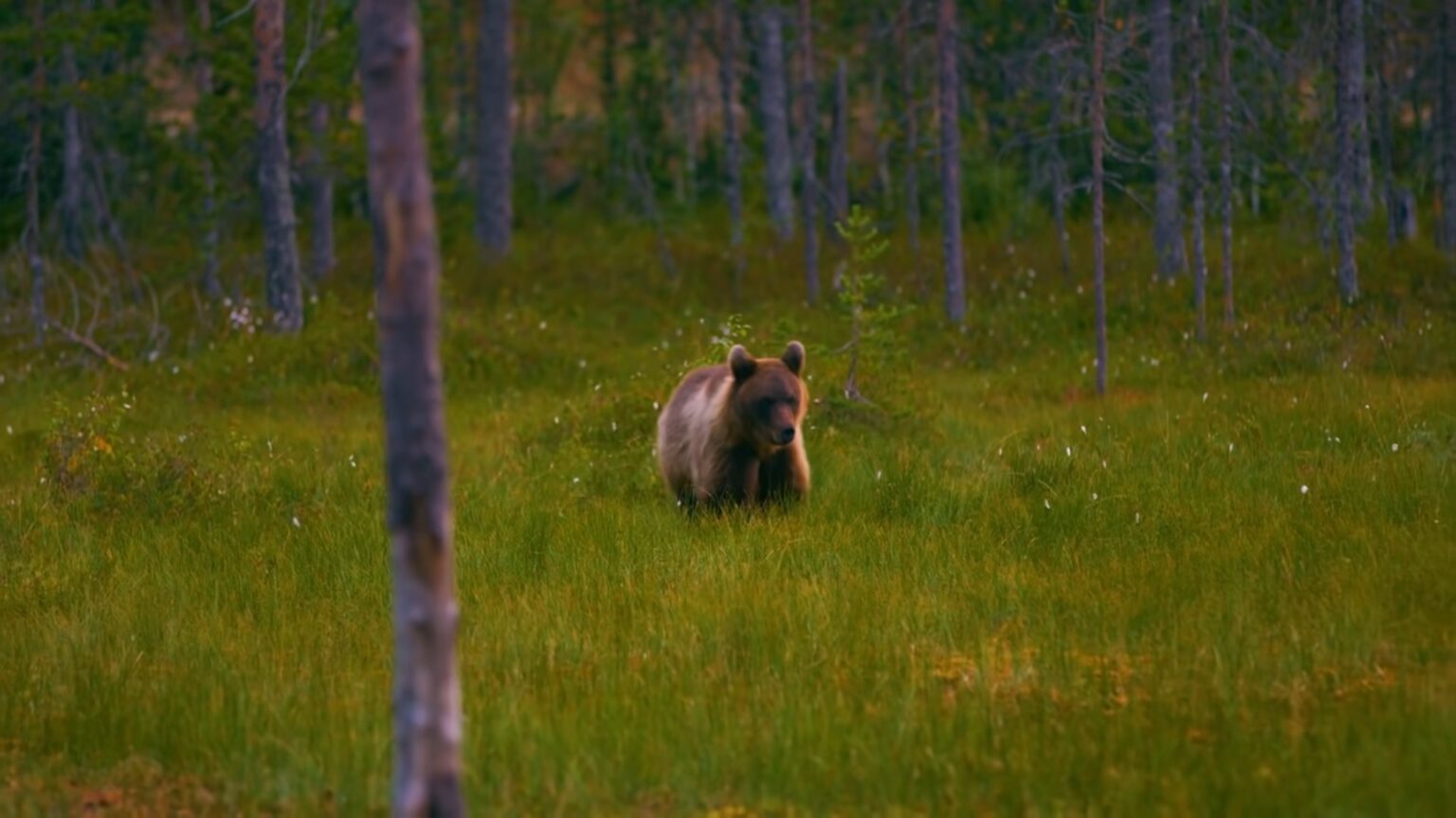 How Did Bears Evolve? Adapting Through the Ages