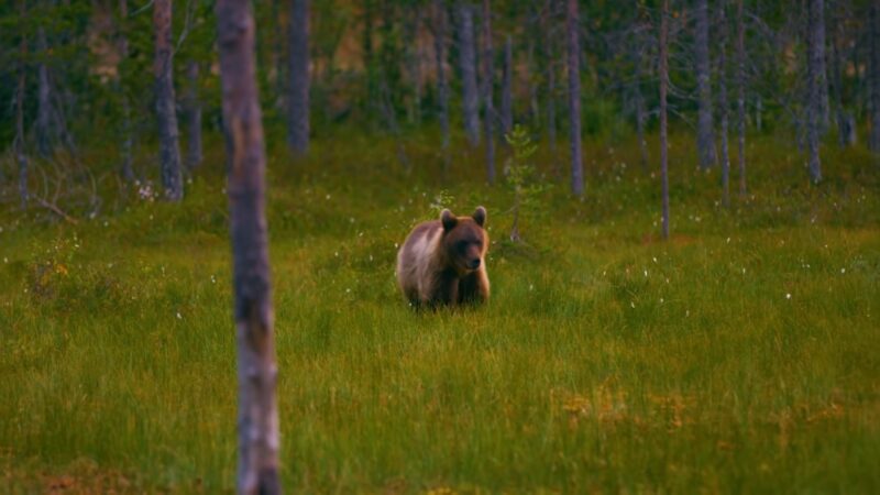 Bear Walking in a Forest