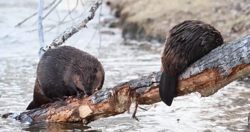 Beavers