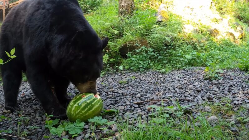 Black Bears Eating Watermelon