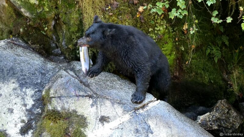 Black Bears catching Salmon in Alaska