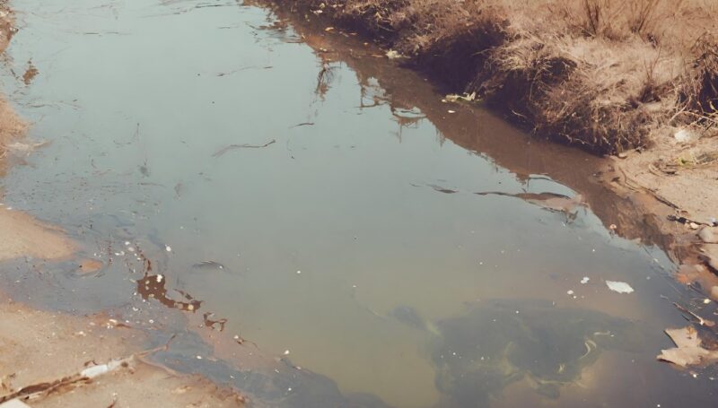 Can Contaminated Water Kill Beavers