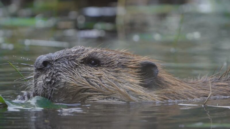 Can I Have Beaver as a Pet