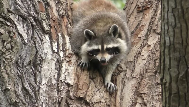 Can Raccoon Smell Good