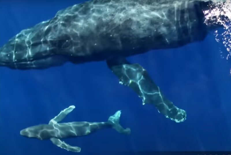 Can whale calves swim immediately after birth