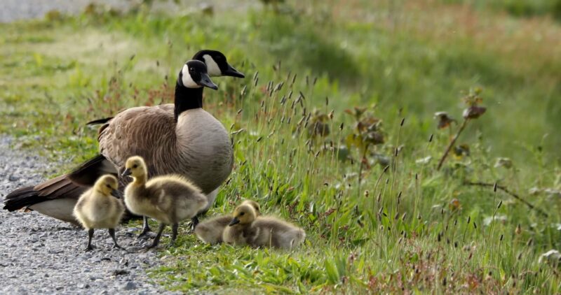 Canada Geese