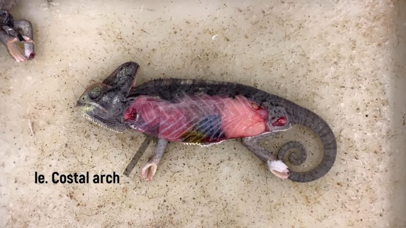 Chameleon Dissected