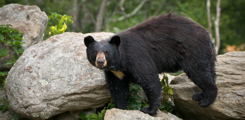 Characteristics Of North American Bears