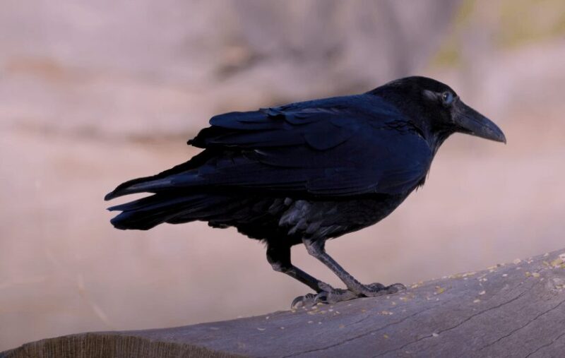 Common Raven