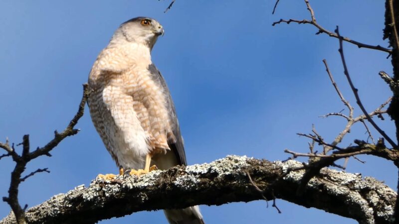 Cooper's hawk