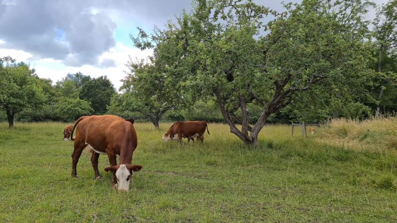 Cows eating grass